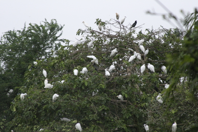  Bang Lang Stork Sanctuary- The Home of Thousands of Storks